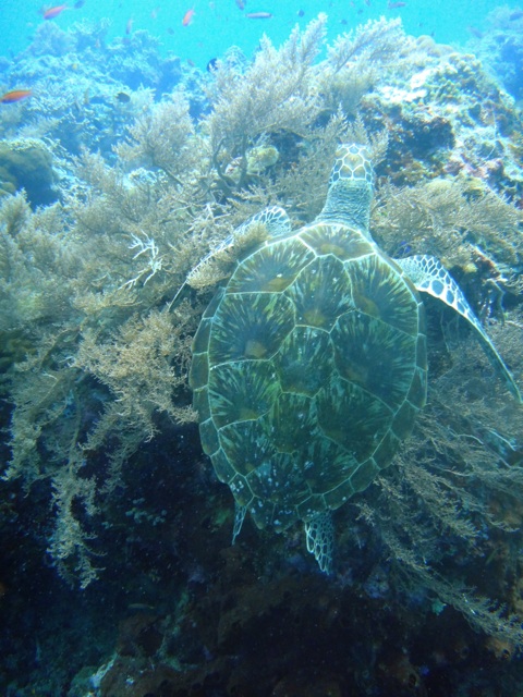 Une tortue pendant une plong&#233;e