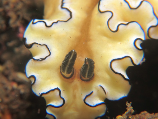 Un nudibranche