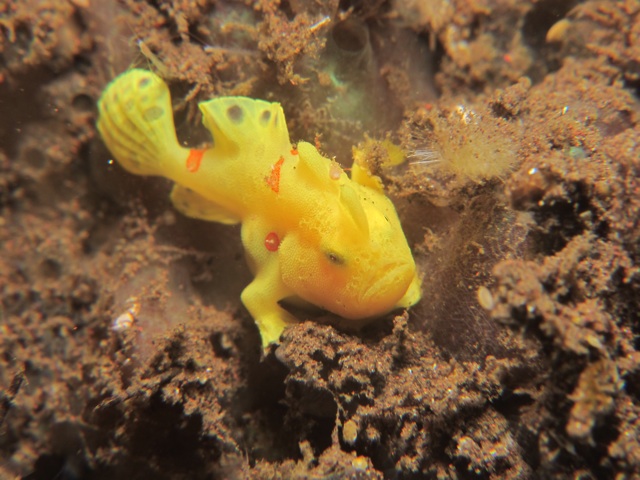 A other type of frog fish