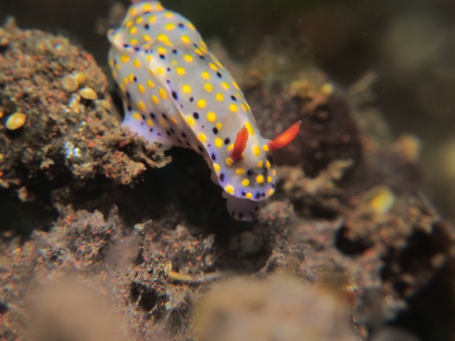 Un nudibranche