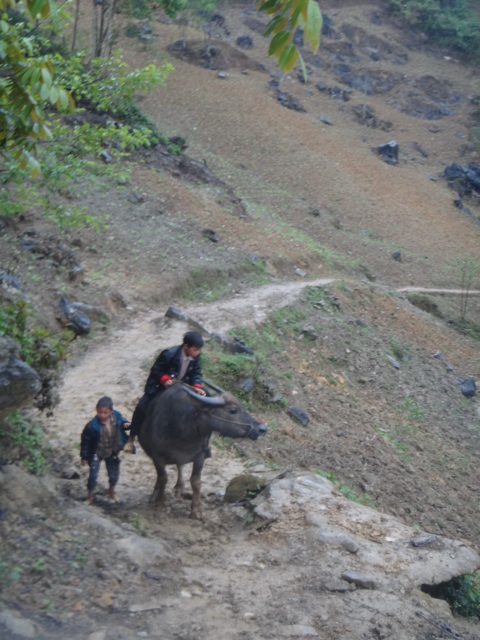 Deux jeunes enfants avec leur buffle