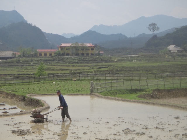 Travail dans les rizi&amp;#232;res