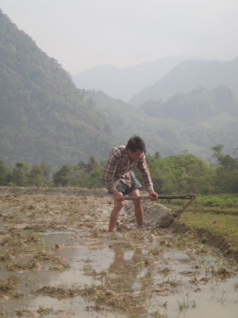 Travail dans les rizi&amp;amp;#232;re