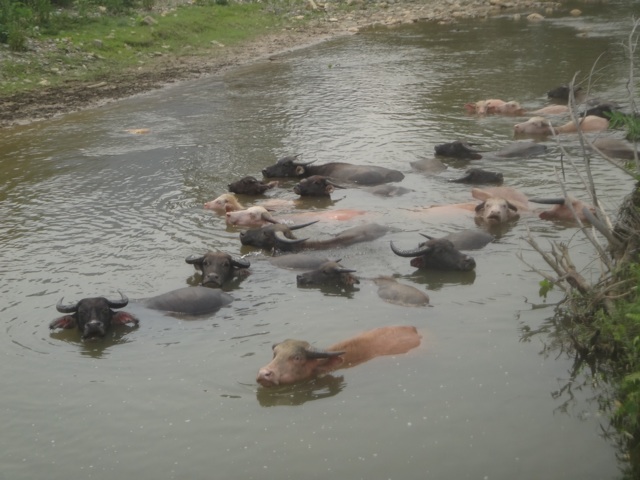 Séance baignade chez les buffles