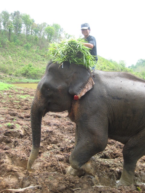 Carrying it&#180;s own food