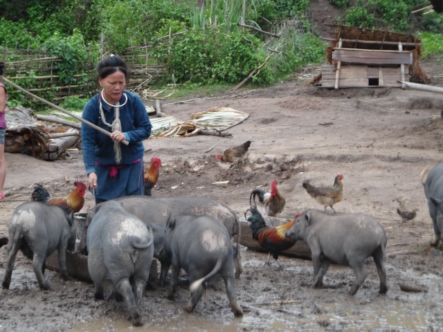 Chaque famille nourrit ses cochons