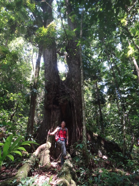 De beaux arbre dans cette magnifique forêt.