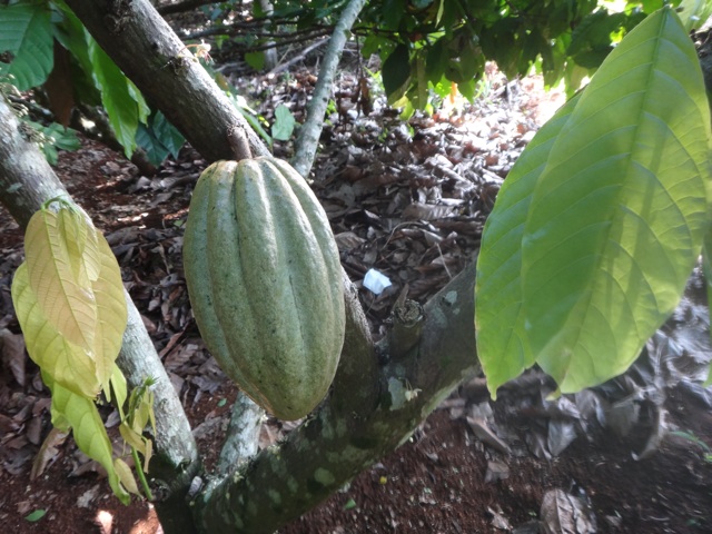 Calebasse de cacao