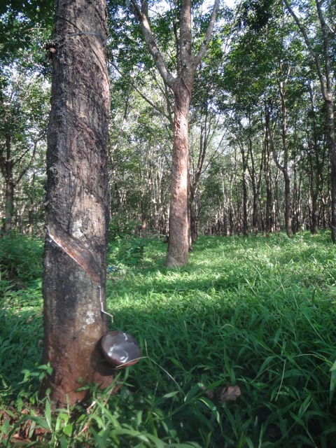 Plantation d'hévéas