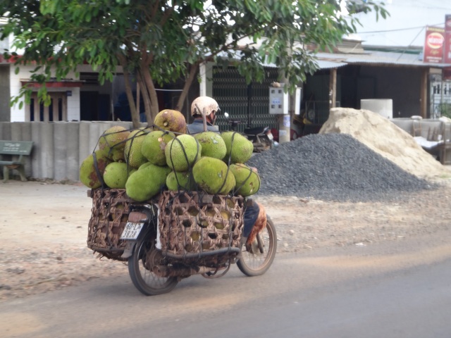 Transport de jack fruits