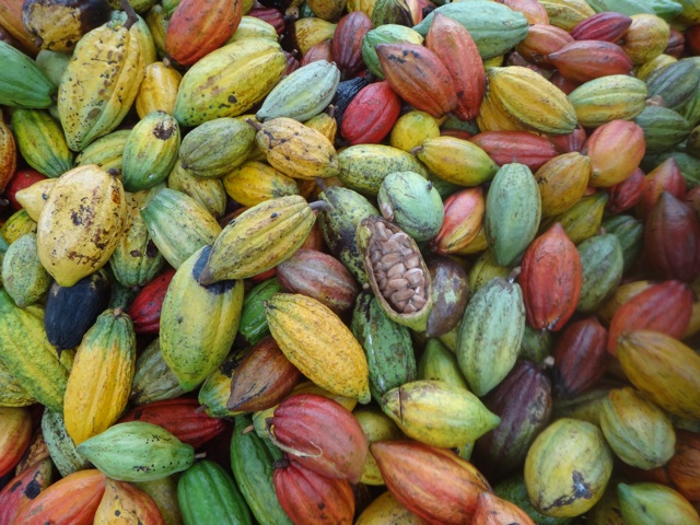 Cabosses de cacao