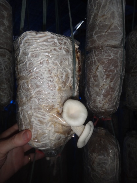 Champignons