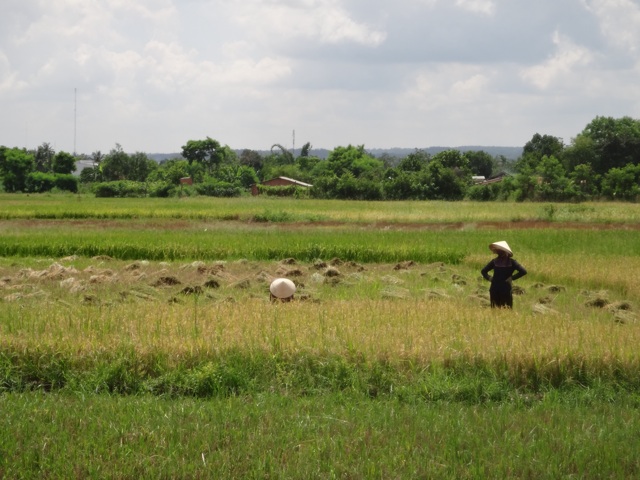 Récolte du riz