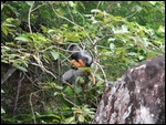 Grey leaf monkey