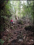 Le chemin dans la forêt.