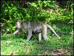 Un macaque avec son bébé