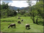 L'arrivée au village