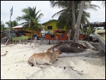 Des vaches sur la plage