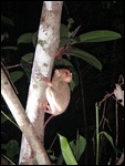 A tarsier