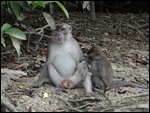 Long tail macaque