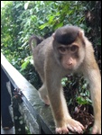 A short tail macaque