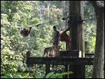 The feeding platform