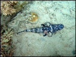 Crocodile fish