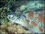 Green turtle