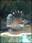 Lion fish