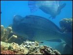 A bumphead parrot fish