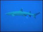 A White Tip reef shark
