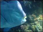 An other bumphead parrot  fish