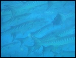 Barracudas