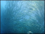 Le même banc de barracudas