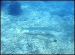 Un barracuda