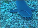 Un requin avec son poisson pilote