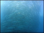 Un tourbillon de barracuda.