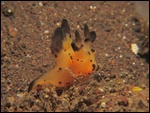 Un nudibranche