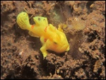 A other type of frog fish