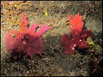 Two frog fishes