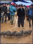 Cochons à vendre