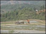 Travail dans les rizi&amp;#232;res