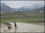 Travail dans les rizi&amp;#232;res