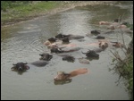 Séance baignade chez les buffles