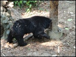 Sanctuaire pour les ours