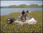 Les lac est recouvert d'algues.