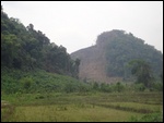 Destruction des forêts 