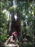 De beaux arbre dans cette magnifique forêt.