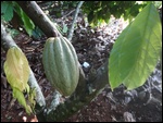 Calebasse de cacao