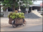 Transport de jack fruits